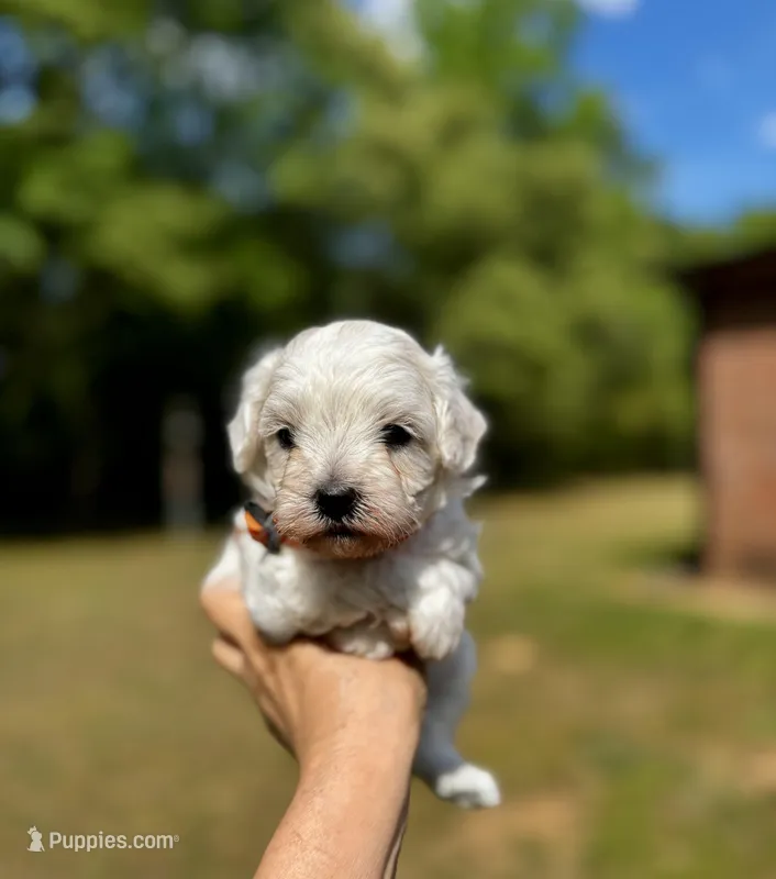 LEO1-Korean Maltipoo boy – Maltipoo, Poodle - Toy  puppy for sale in Greensboro, NC