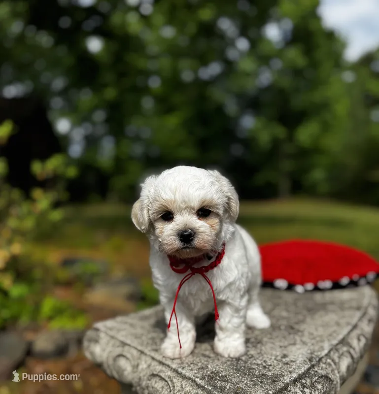 LEO1-Korean Maltipoo boy – Maltipoo, Poodle - Toy  puppy for sale in Greensboro, NC