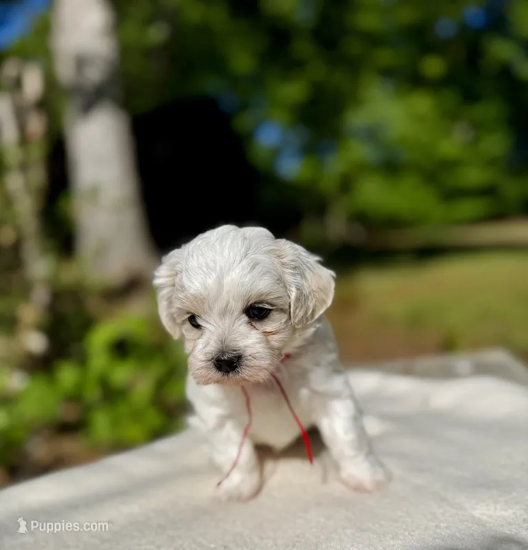 LEO1-Korean Maltipoo boy – Maltipoo, Poodle - Toy  puppy for sale in Greensboro, NC