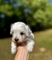 LEO1-Korean Maltipoo boy, a male Maltipoo and Poodle - Toy  for sale in Greensboro, NC – Photo 6 of 9