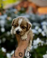 LOLA-Korean Maltipoo girl, a female Maltipoo and Poodle - Toy  for sale in Greensboro, NC – Photo 5 of 6