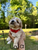 LOLA-Korean Maltipoo girl, a female Maltipoo and Poodle - Toy  for sale in Greensboro, NC – Photo 1 of 6