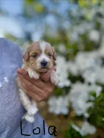 LOLA-Korean Maltipoo girl, a female Maltipoo and Poodle - Toy  for sale in Greensboro, NC – Photo 3 of 6