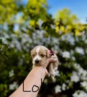 LOLA-Korean Maltipoo girl, a female Maltipoo and Poodle - Toy  for sale in Greensboro, NC – Photo 2 of 6