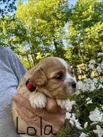 LOLA-Korean Maltipoo girl, a female Maltipoo and Poodle - Toy  for sale in Greensboro, NC – Photo 6 of 6