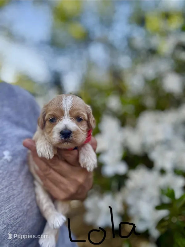 LOLA-Korean Maltipoo girl – Maltipoo, Poodle - Toy  puppy on hold in Greensboro, NC