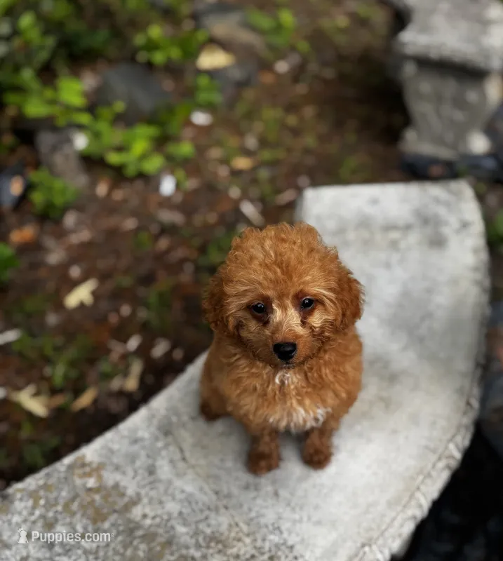 Goldie Teddy Lee – Poodle - Toy  puppy for sale in Greensboro, NC