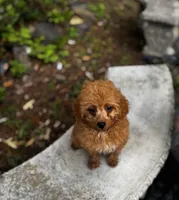 Goldie Teddy Lee, a male Poodle - Toy  for sale in Greensboro, NC – 2 of 5
