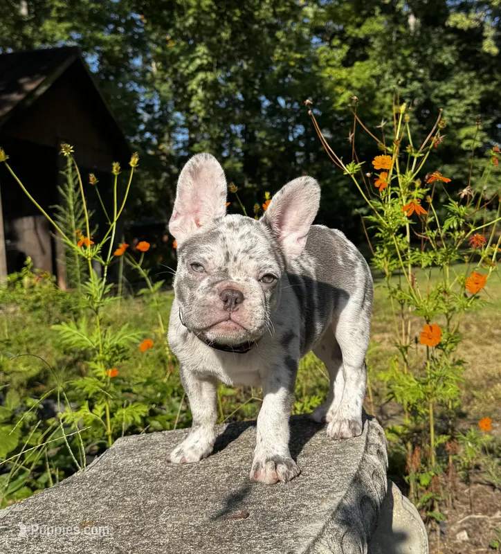 Golf – French Bulldog puppy for sale in Greensboro, NC