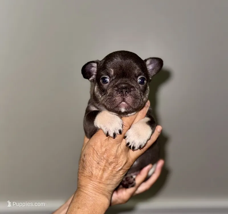 Millie – French Bulldog puppy for sale in Greensboro, NC