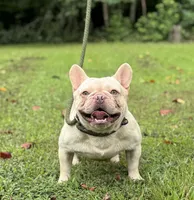 Gail, a female French Bulldog for sale in Greensboro, NC – 9 of 9