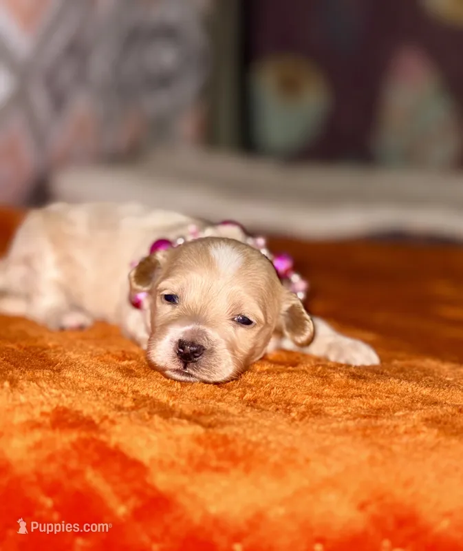 Korean Red toy Maltipoo-Apple – Maltipoo, Poodle - Toy  puppy for sale in Greensboro, NC