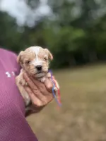 AKC Yorkie--Handy, a male Yorkshire Terrier for sale in Greensboro, NC – 3 of 8