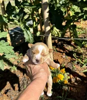 AKC Yorkie--Hero, a male Yorkshire Terrier for sale in Greensboro, NC – 7 of 8