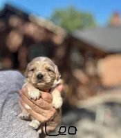 LEO-Korean Maltipoo boy, a male Maltipoo and Poodle - Toy  for sale in Greensboro, NC – Photo 1 of 7