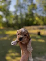 LEO-Korean Maltipoo boy, a male Maltipoo and Poodle - Toy  for sale in Greensboro, NC – Photo 7 of 7