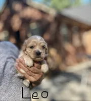 LEO-Korean Maltipoo boy, a male Maltipoo and Poodle - Toy  for sale in Greensboro, NC – Photo 3 of 7