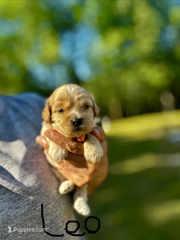 LEO-Korean Maltipoo boy – Maltipoo, Poodle - Toy  puppy on hold in Greensboro, NC
