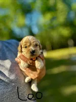 LEO-Korean Maltipoo boy, a male Maltipoo and Poodle - Toy  for sale in Greensboro, NC – Photo 5 of 7