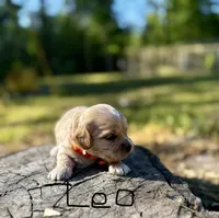 LEO-Korean Maltipoo boy, a male Maltipoo and Poodle - Toy  for sale in Greensboro, NC – Photo 6 of 7