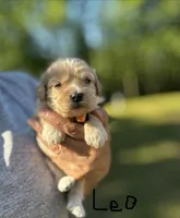 LEO-Korean Maltipoo boy, a male Maltipoo and Poodle - Toy  for sale in Greensboro, NC – Photo 4 of 7