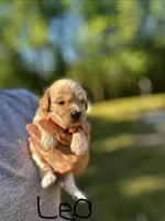 LEO-Korean Maltipoo boy, a male Maltipoo and Poodle - Toy  for sale in Greensboro, NC – Photo 2 of 7