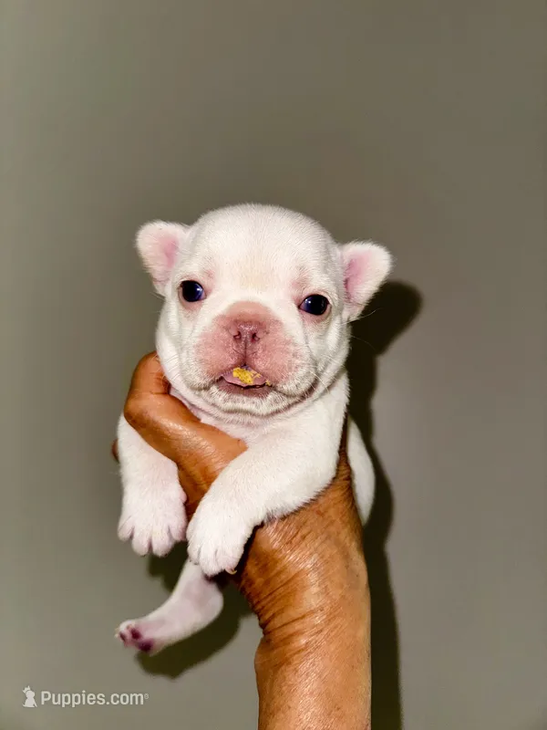 Cherry – French Bulldog puppy for sale in Greensboro, NC