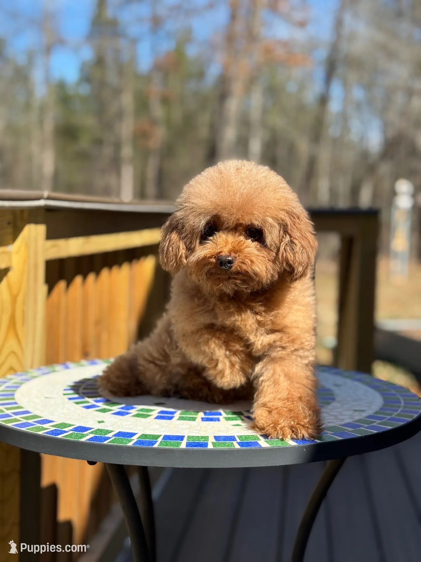 Goldie Teddy Lee, a male Poodle - Toy  for sale in Greensboro, NC – 5 of 5