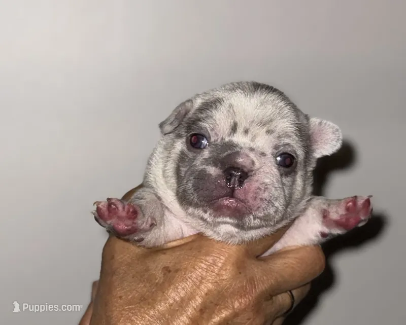 GOLF – French Bulldog puppy for sale in Greensboro, NC