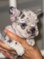 CHIPS, a male French Bulldog for sale in Greensboro, NC – 1 of 8