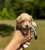 CAMDEN-Korean Maltipoo, a male Maltipoo and Poodle - Toy  for sale in Greensboro, NC – Photo 2 of 6