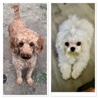 CAMDEN-Korean Maltipoo, a male Maltipoo and Poodle - Toy  for sale in Greensboro, NC – Photo 6 of 6