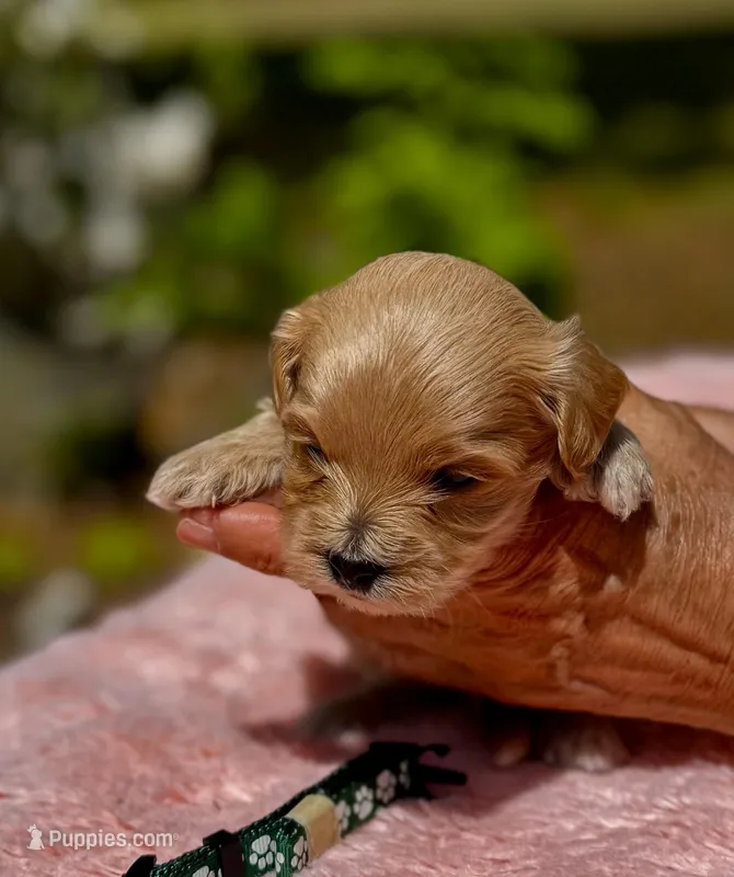 CAMDEN-Korean Maltipoo – Maltipoo, Poodle - Toy  puppy for sale in Greensboro, NC