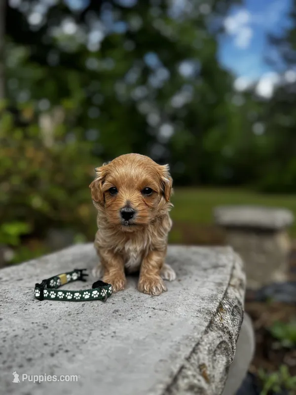 CAMDEN-Korean Maltipoo – Maltipoo, Poodle - Toy  puppy for sale in Greensboro, NC
