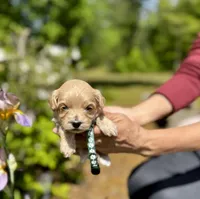 CAMDEN-Korean Maltipoo, a male Maltipoo and Poodle - Toy  for sale in Greensboro, NC – Photo 5 of 6