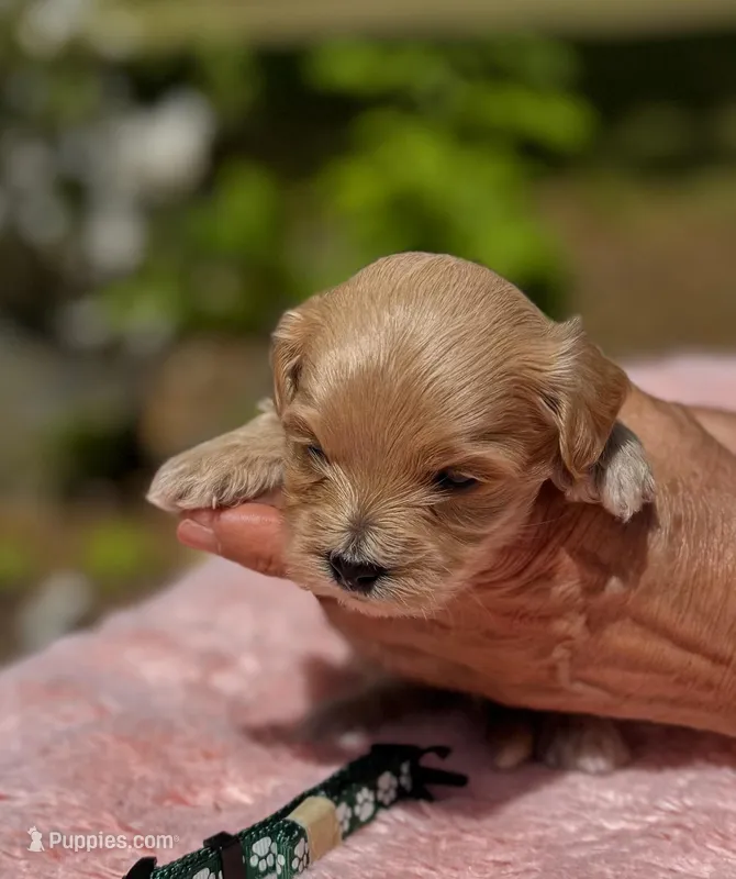 CAMDEN-Korean Maltipoo – Maltipoo, Poodle - Toy  puppy for sale in Greensboro, NC