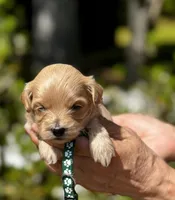 CAMDEN-Korean Maltipoo, a male Maltipoo and Poodle - Toy  for sale in Greensboro, NC – Photo 3 of 6