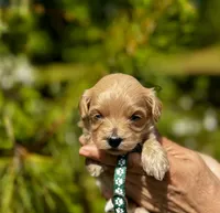 CAMDEN-Korean Maltipoo, a male Maltipoo and Poodle - Toy  for sale in Greensboro, NC – Photo 4 of 6