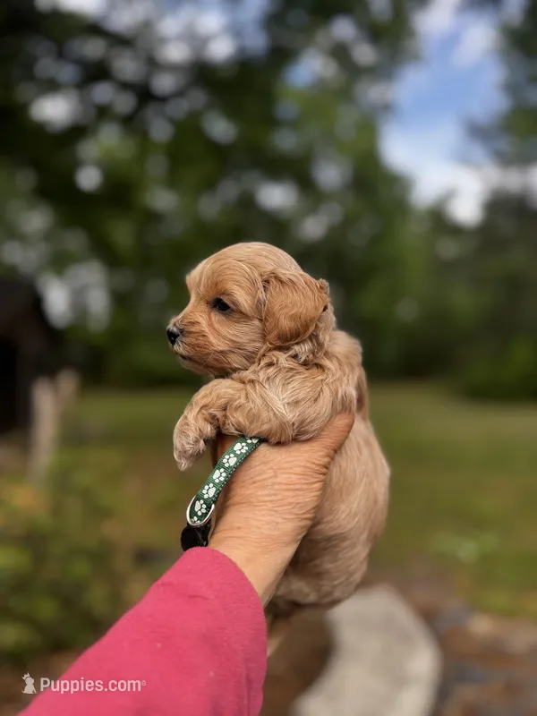CAMDEN-Korean Maltipoo – Maltipoo, Poodle - Toy  puppy on hold in Greensboro, NC