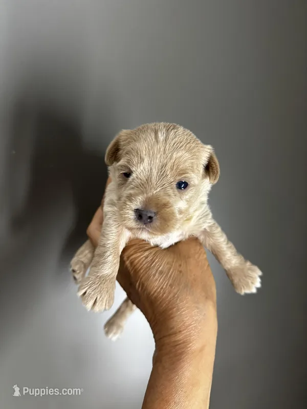 AKC Yorkie---Hankie – Yorkshire Terrier puppy for sale in Greensboro, NC