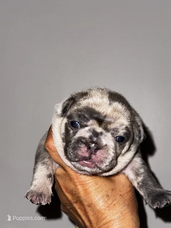 Mochi – French Bulldog puppy for sale in Greensboro, NC