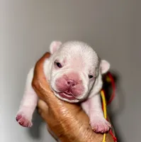 Chilly, a male French Bulldog for sale in Greensboro, NC – 7 of 8