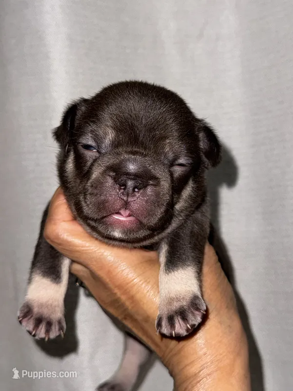 Millie – French Bulldog puppy for sale in Greensboro, NC