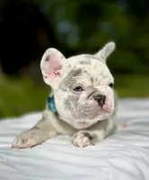 GOLF, a male French Bulldog for sale in Greensboro, NC – 6 of 8