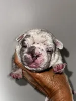 GOLF, a male French Bulldog for sale in Greensboro, NC – 2 of 7