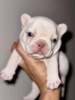 CHICO, a male French Bulldog for sale in Greensboro, NC – 2 of 10