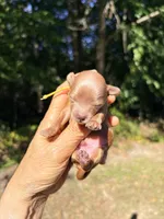 Pecan , a male Maltipoo and Poodle - Toy  for sale in Greensboro, NC – 2 of 9