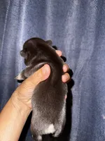 Millie, a female French Bulldog for sale in Greensboro, NC – 6 of 8