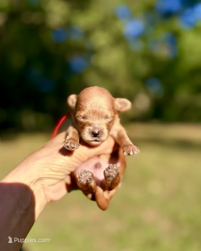 Tea Cup Korean Maltipoo - Pie – Maltipoo, Poodle - Toy  puppy for sale in Greensboro, NC