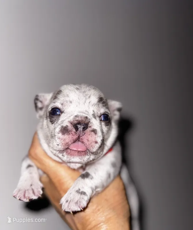 CHIPS – French Bulldog puppy for sale in Greensboro, NC